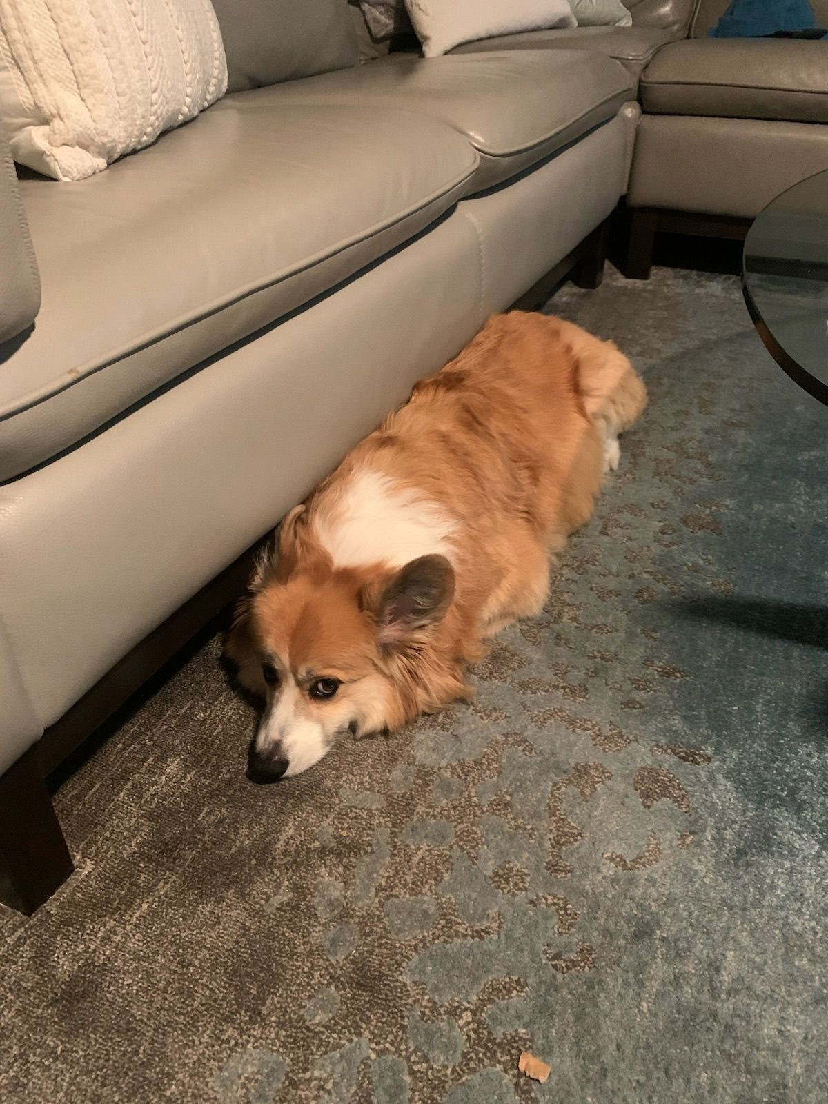 Jacey before energy clearing